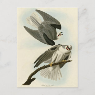Postal Halcón de ala negra - Los pájaros de América de Au
