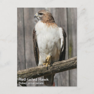 Postal Halcón de cola roja