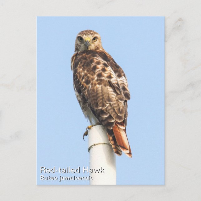 Postal Halcón de cola roja (Anverso)
