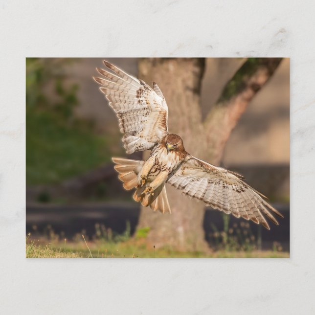 Postal Halcón de cola roja (Anverso)