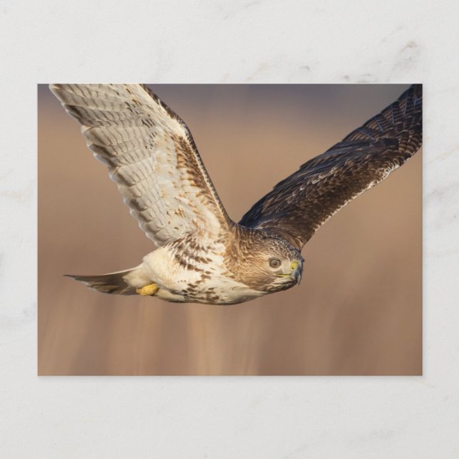 Postal Halcón de cola roja en el Valle de Hudson (Anverso)