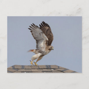 Postal Halcón de cola roja en el Valle de Hudson