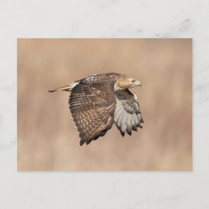 Postal Halcón de cola roja en el Valle de Hudson