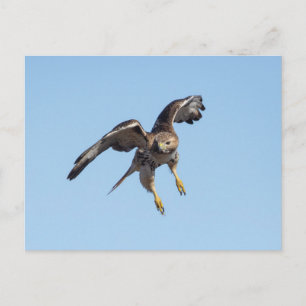 Postal Halcón de cola roja en el Valle de Hudson
