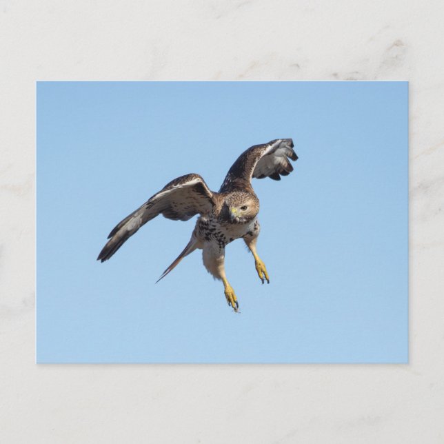 Postal Halcón de cola roja en el Valle de Hudson (Anverso)