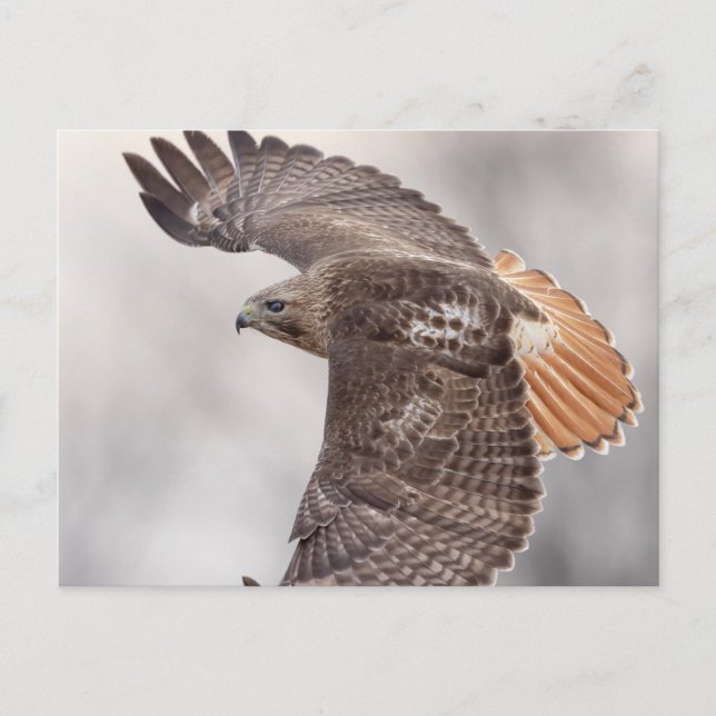 Postal Halcón de cola roja en el Valle de Hudson (Anverso)