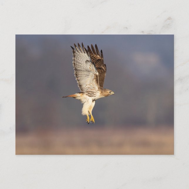 Postal Halcón de cola roja en el Valle de Hudson (Anverso)