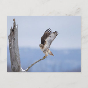 Postal Halcón de cola roja en el Valle de Hudson