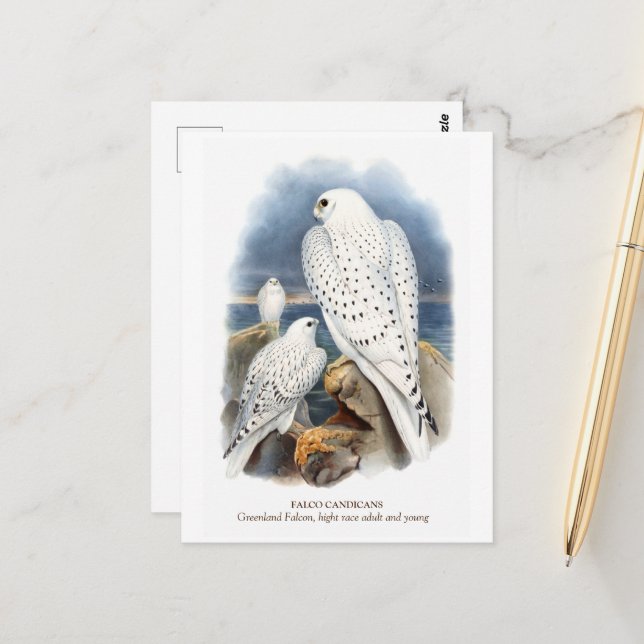 Postal Halcón de Groenlandia (Anverso/Reverso In Situ)