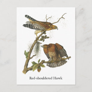 Postal Halcón de hombro rojo, John Audubon