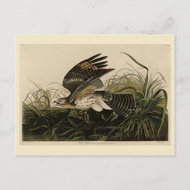 Postal Halcón de invierno, los pájaros de América de John (Anverso)