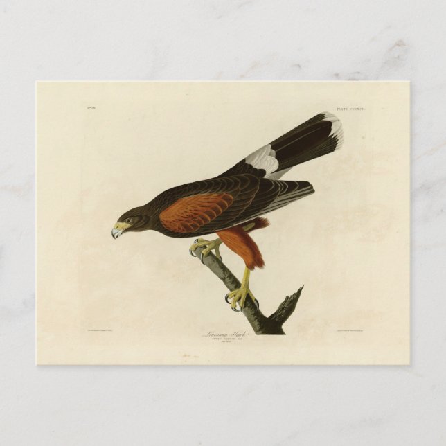 Postal Halcón de Luisiana (Anverso)