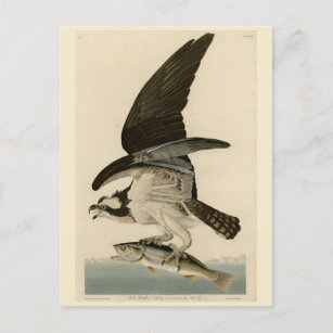 Postal Halcón de pescado, Osprey, de los pájaros estadoun