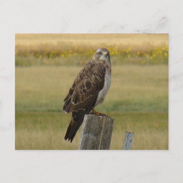 Postal Halcón de Swainson B33 (Anverso)