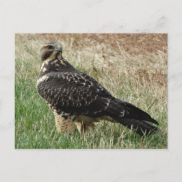 Postal Halcón de Swainson B52