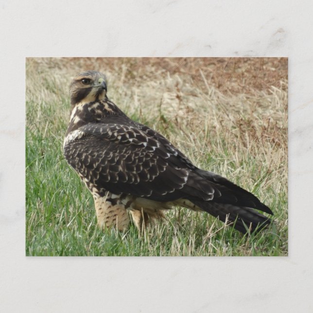 Postal Halcón de Swainson B52 (Anverso)