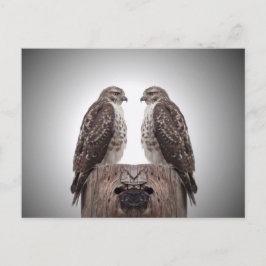 Postal Halcón en un poste