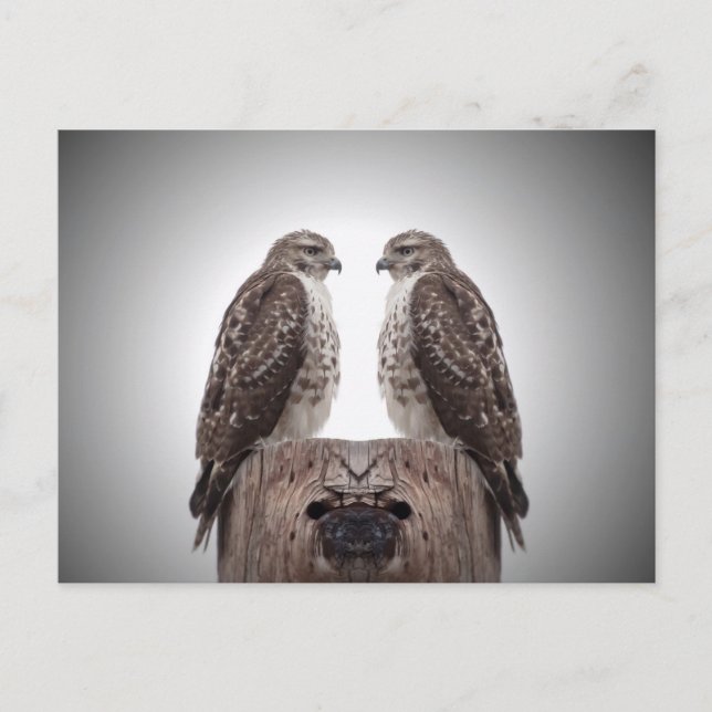 Postal Halcón en un poste (Anverso)