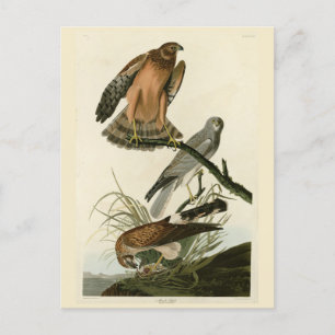 Postal Halcón pantanoso de los pájaros de América de Audu