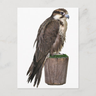 Postal halcón peregrino