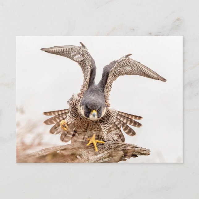 Postal Halcón Peregrino (Anverso)