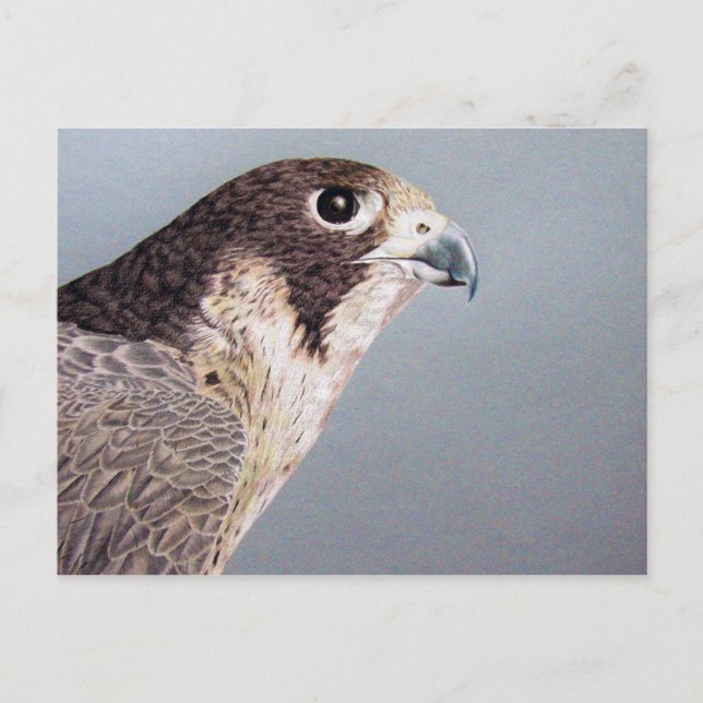 Postal halcón peregrino (Anverso)