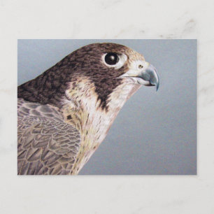 Postal Halcón Peregrino
