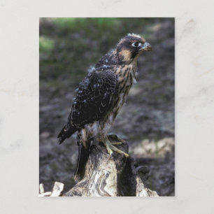 Postal Halcón Peregrino Joven