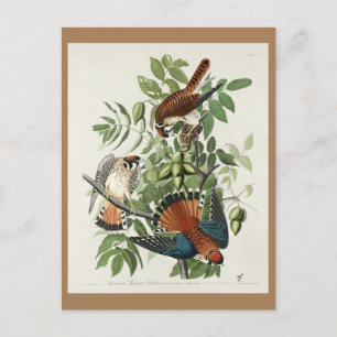 Postal Halcón resplandeciente estadounidense, aves de Amé
