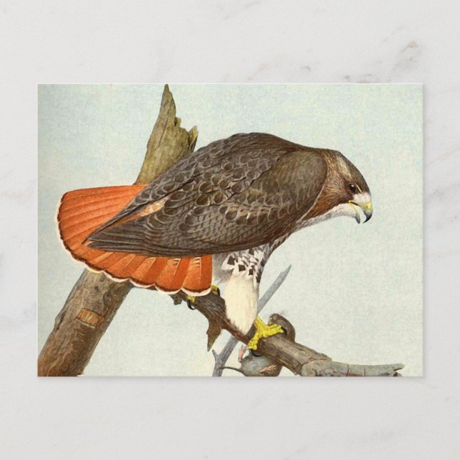 Postal Halcón rojo con cola (Anverso)