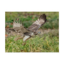 Halcón rojo inmaduro