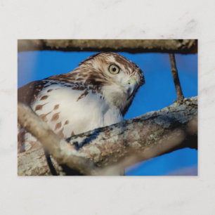 Postal Halcón rojo inmaduro