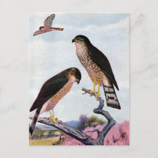 Postal Halcones de espinilla