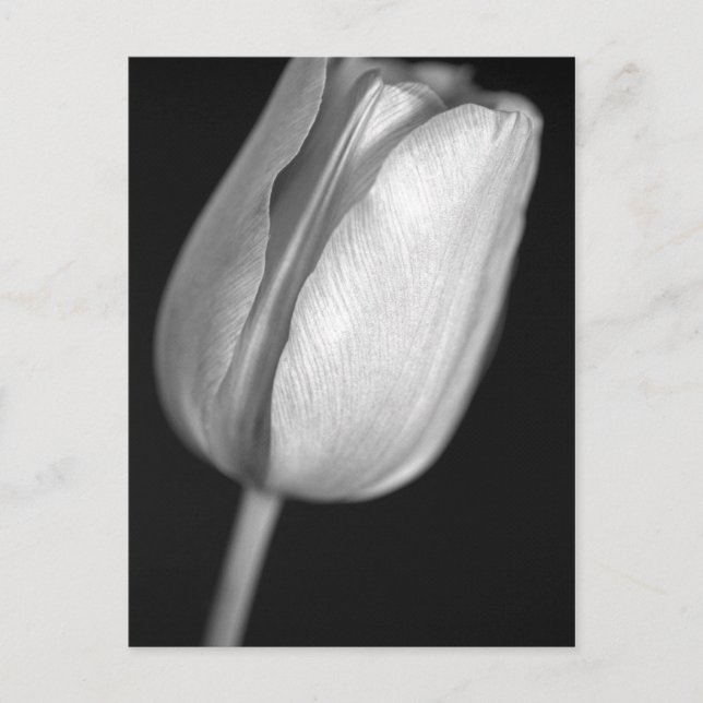 Postal Halftone Tulip (Anverso)