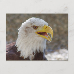 Postal Haliaetus leucocephalus