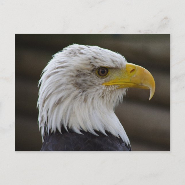 Postal Haliaetus leucocephalus (Anverso)
