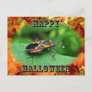 Postal Halloween Box Elder Bug Coordinations