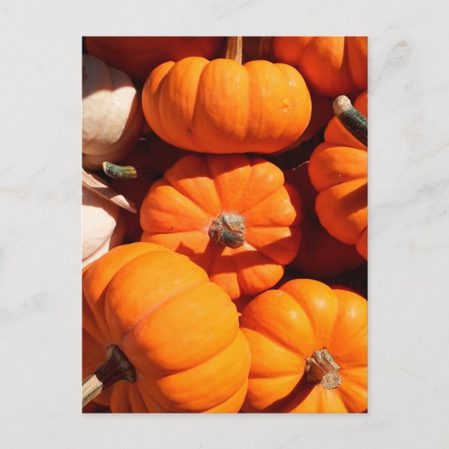Postal Halloween calabazas de calabazas de naranja de lin (Anverso)