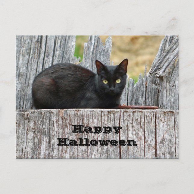 Postal Halloween con foto de registro de gato negro de bo (Anverso)