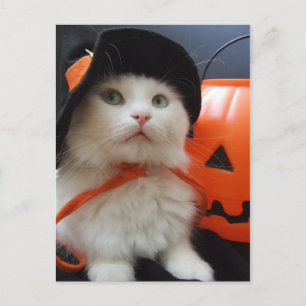 Postal Halloween de un gato