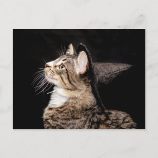 Postal Halloween Witch Gorra Cat Postcard