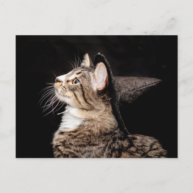 Postal Halloween Witch Gorra Cat Postcard (Anverso)