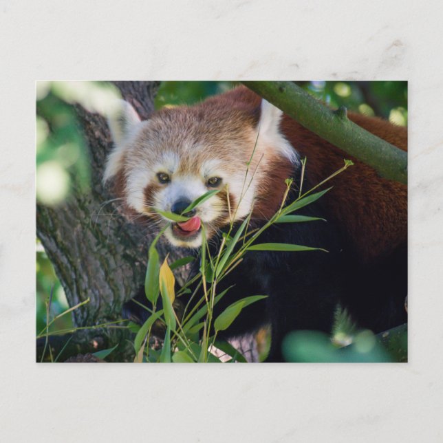 Postal hambriento panda rojo (Anverso)