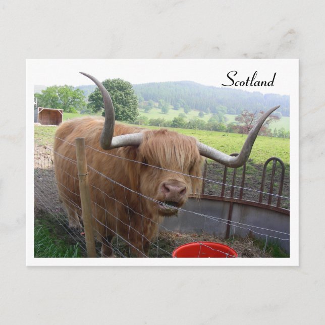 Postal Hamish the Hairy Coo, Escocia (Anverso)