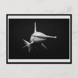 Postal Hammer head shark BW 002 Carte postale ハンマーヘッド