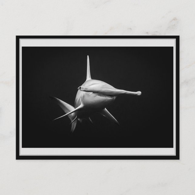 Postal Hammer head shark BW 002 Carte postale ハンマーヘッド (Anverso)