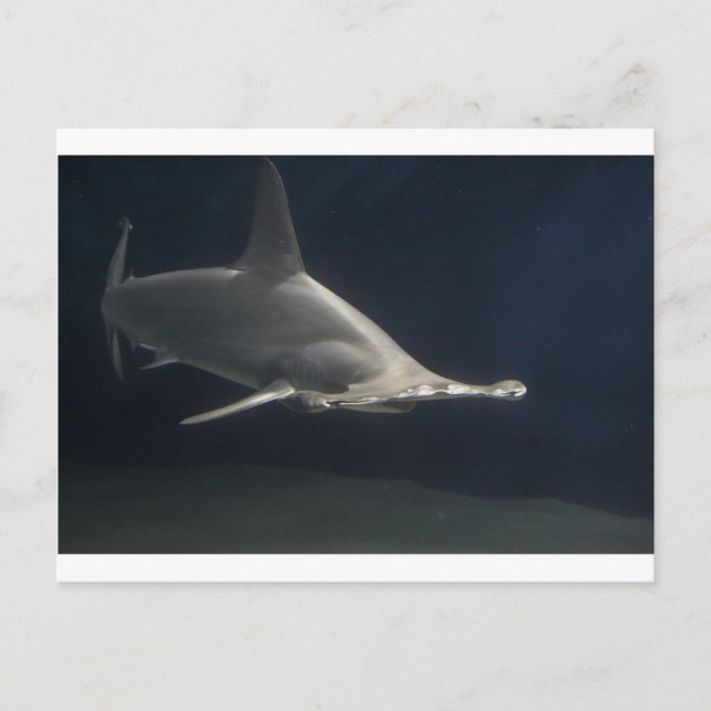 Postal Hammerhead Shark (Anverso)