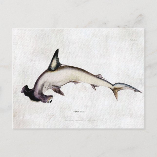Postal Hammerhead Shark (Anverso)