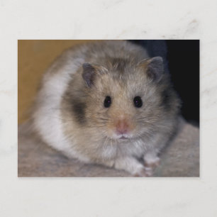 Postal Hammie Postcard