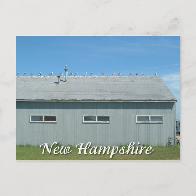 Postal Hampton Beach, gaviotas de New Hampshire (Anverso)